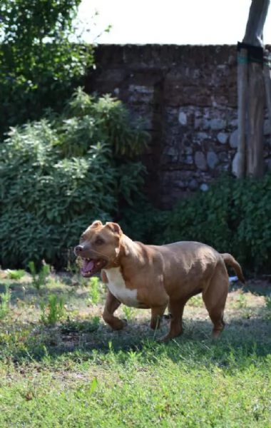 adozione del cuore pit bull femmina 8 anni tya | Foto 5