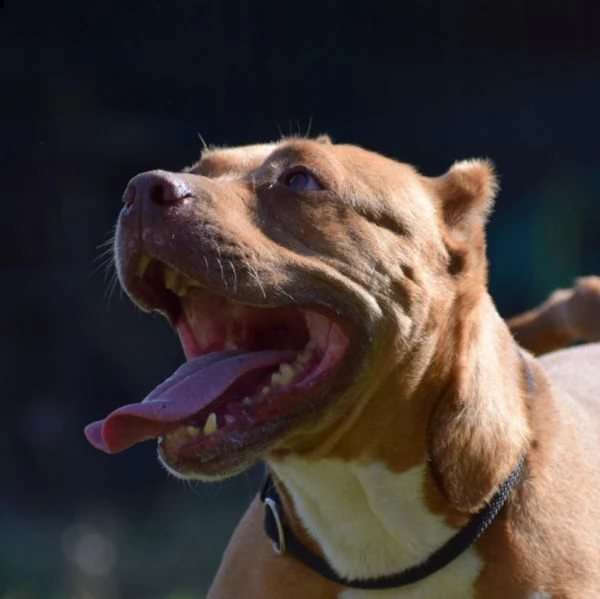 adozione del cuore pit bull femmina 8 anni tya | Foto 4