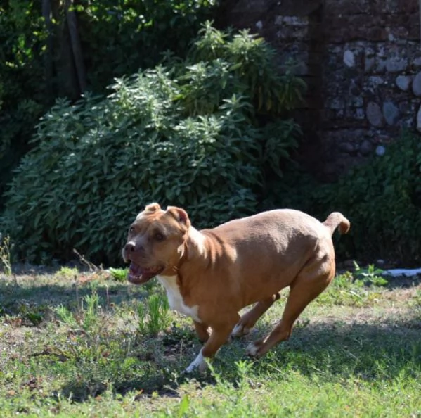 adozione del cuore pit bull femmina 8 anni tya | Foto 3