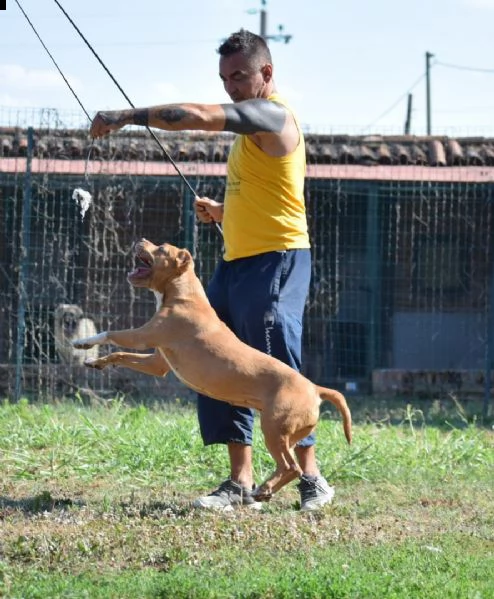 adozione del cuore pit bull femmina 8 anni tya | Foto 2