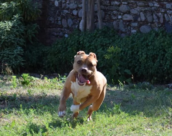 adozione del cuore pit bull femmina 8 anni tya | Foto 1