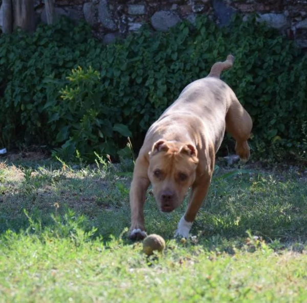 adozione del cuore pit bull femmina 8 anni tya | Foto 0