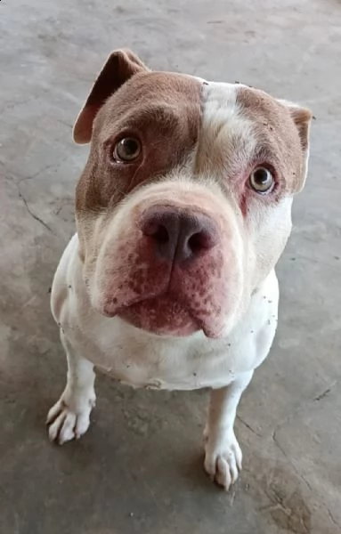 pit bull 5 anni mambo in adozione
