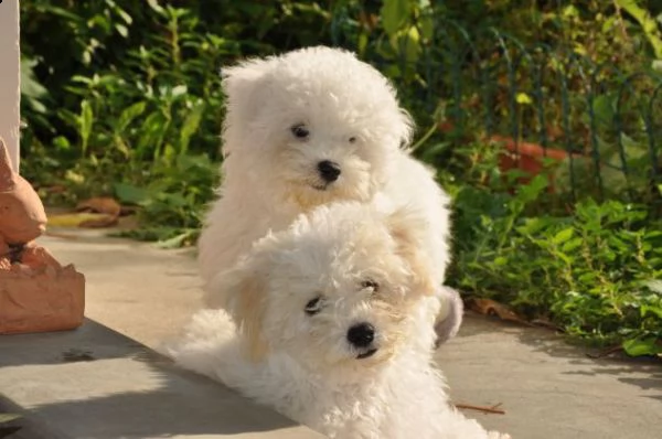 bellissimi cuccioli di bolognese