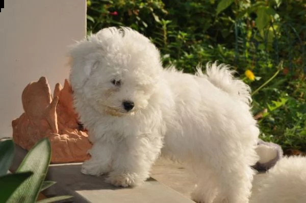 bellissimi cuccioli di bolognese | Foto 1