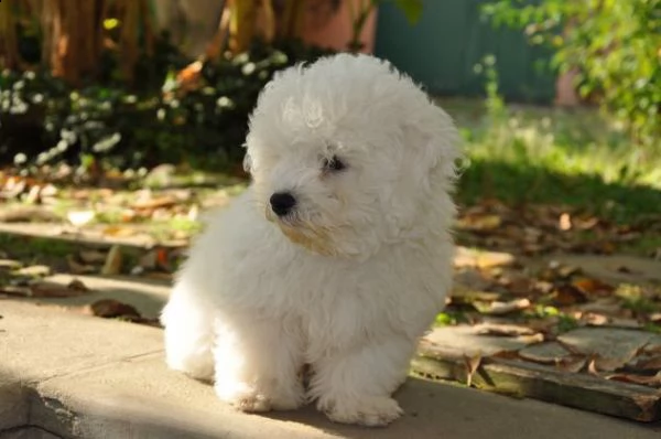 bellissimi cuccioli di bolognese | Foto 0