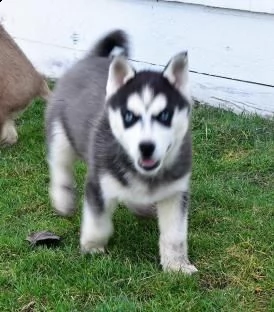 dolcimi cuccioli  siberian husky 