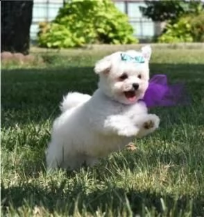 Vendita Maltese Da Privato A Torino Stupende Cuccioli Di Maltese Toy