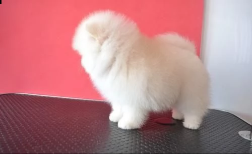 cuccioli di pomerania disponibile