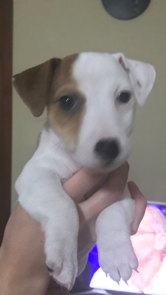 Vendita Cucciolo Jack Russel Da Privato A Roma 2 Cuccioli Jack