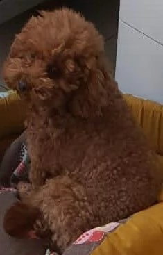 barboncini nani | Foto 2