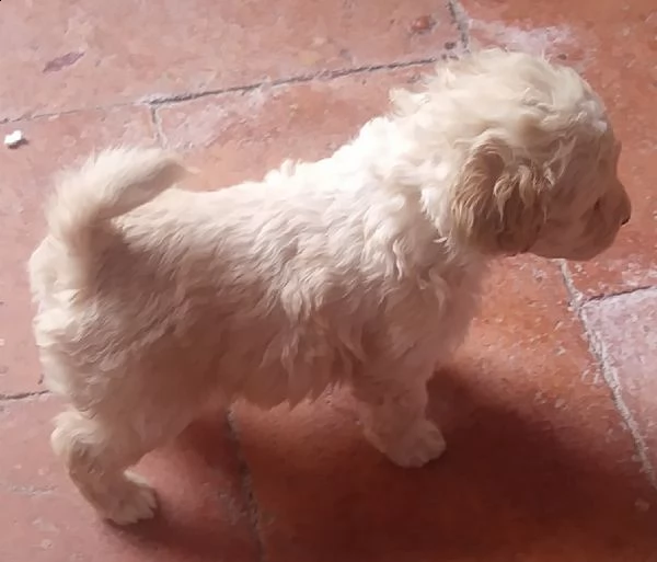 barboncini nani | Foto 1