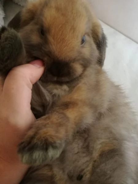  bing – coniglio in adozione