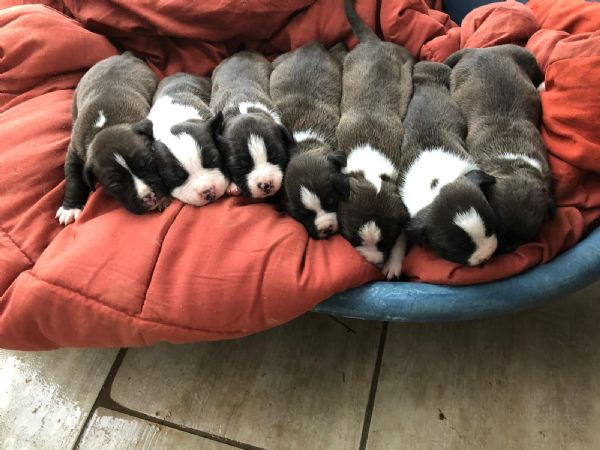 Vendita Cucciolo American Da Privato A Perugia Vendesi Cuccioli Di