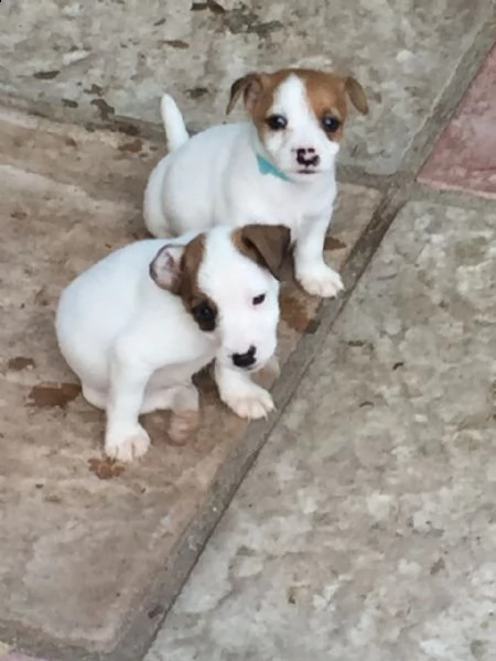 disponibili cuccioli di jacke russell terrier