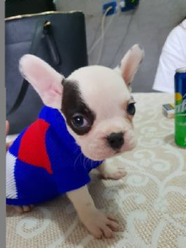 Vendita Cucciolo Bulldog Da Privato A Reggio Emilia Bulldog Inglese