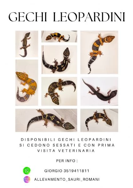 Gechi leopardini