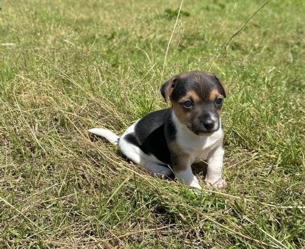 jack russell  | Foto 0