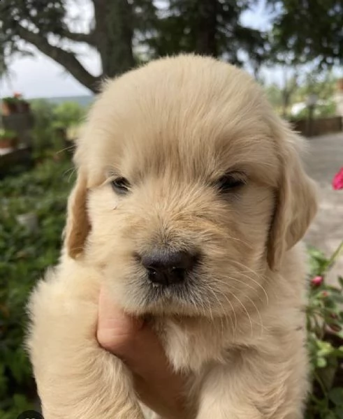cuccioli di golden retriever 