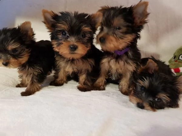 cucciolata di yorkshire terrier