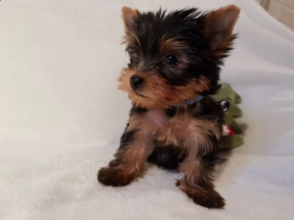 cucciolata di yorkshire terrier | Foto 1