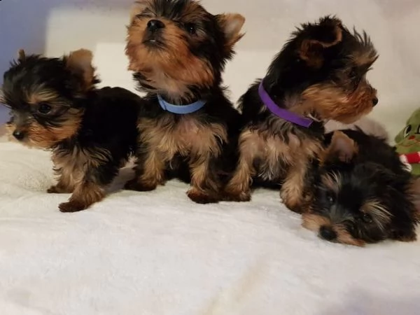 cucciolata di yorkshire terrier | Foto 0