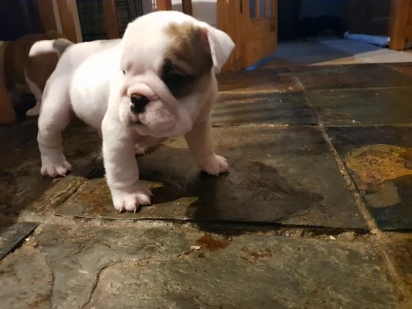 cucciolata di bulldog inglese disponibili