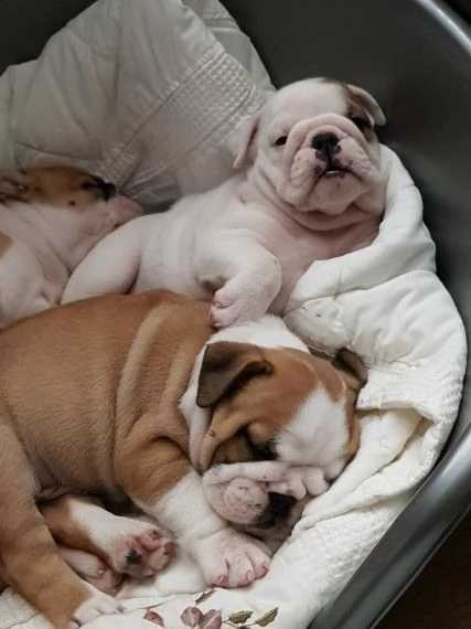 cucciolata di bulldog inglese disponibili | Foto 1