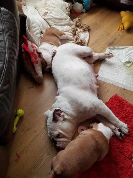 cucciolata di bulldog inglese disponibili | Foto 0