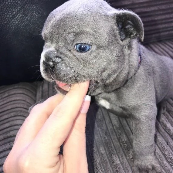 bouledogue francese blu blu fawn cuccioli | Foto 2