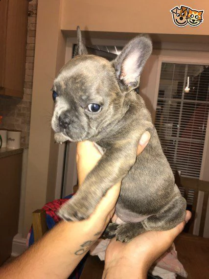 bouledogue francese blu blu fawn cuccioli