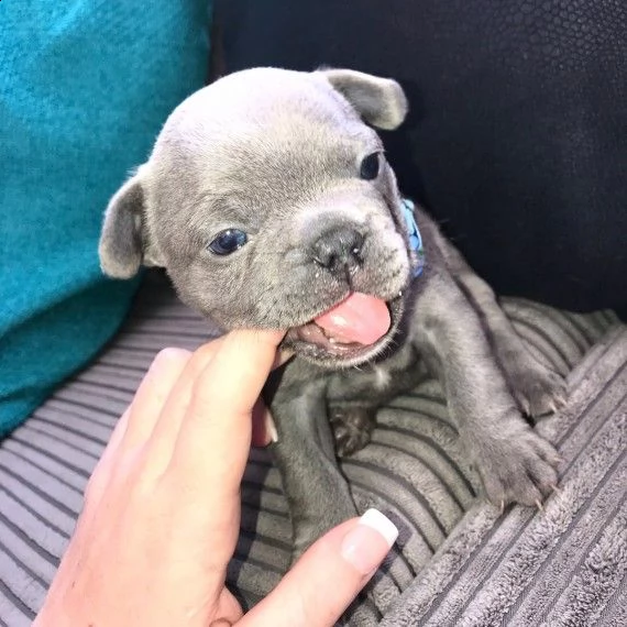 bouledogue francese blu blu fawn cuccioli | Foto 1