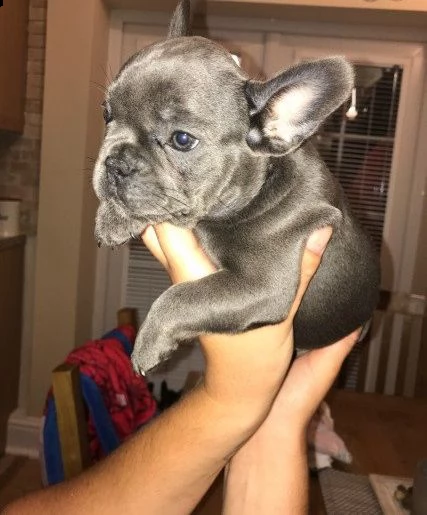 bouledogue francese blu blu fawn cuccioli | Foto 0