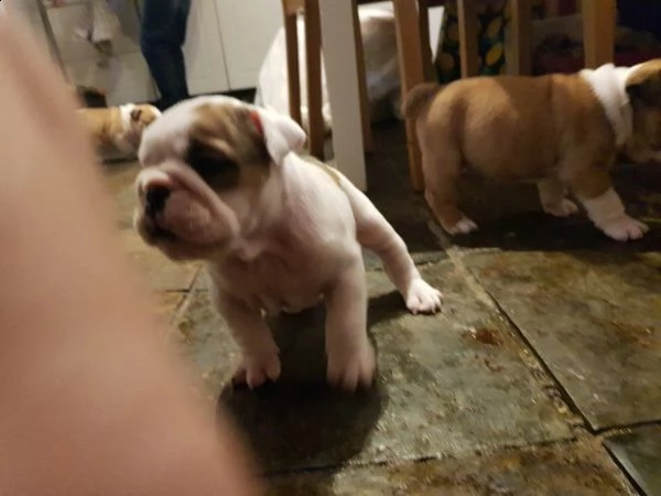 bellissimi cuccioli di bulldog inglese disponibili