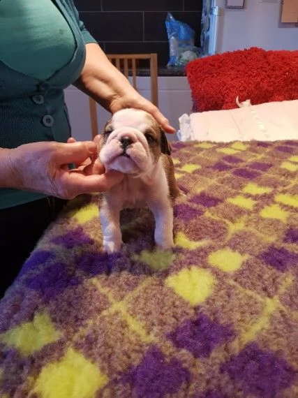 bellissimi cuccioli di bulldog inglese disponibili | Foto 1