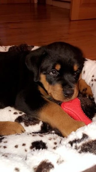 cuccioli rottweiler alta genealogia | Foto 0