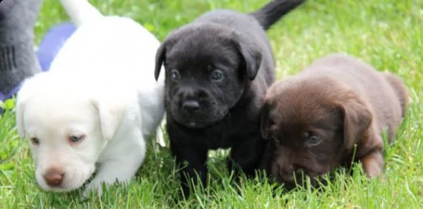cuccioli di labrador chocolate