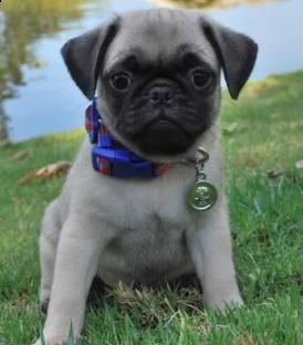 adorabili cuccioli di carlino | Foto 1