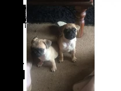 adorabili cuccioli di carlino | Foto 0