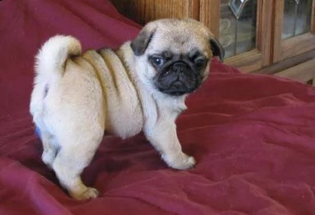 adorabili cuccioli di carlino