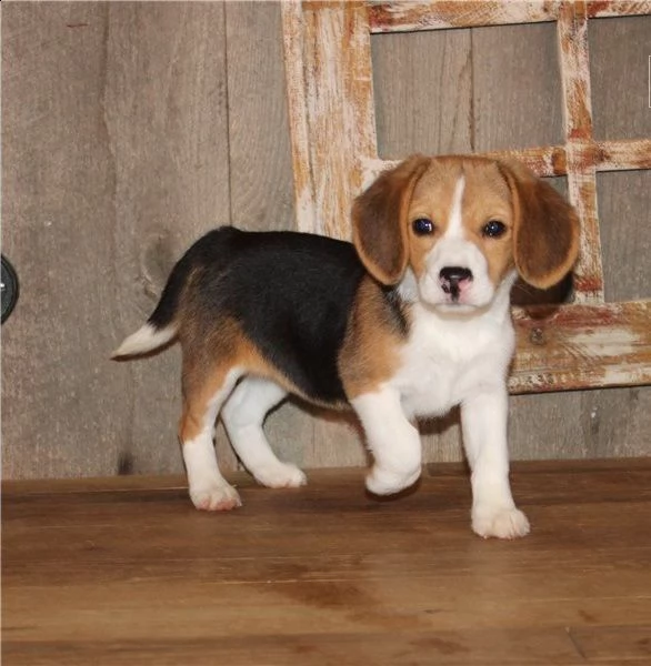 cucccioli taglia media razza beagle femmina e maskio | Foto 2
