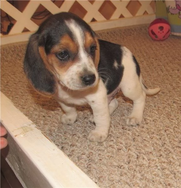 cucccioli taglia media razza beagle femmina e maskio | Foto 1