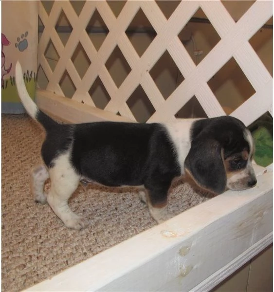 cucccioli taglia media razza beagle femmina e maskio | Foto 0