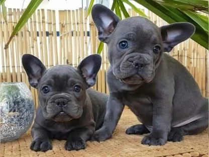 bouledogue bulldog francese blue | Foto 1