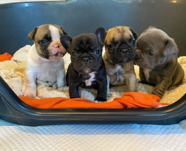 bouledogue bulldog francese blue | Foto 0