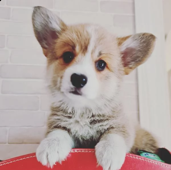 stupendi cuccioli di corgi
