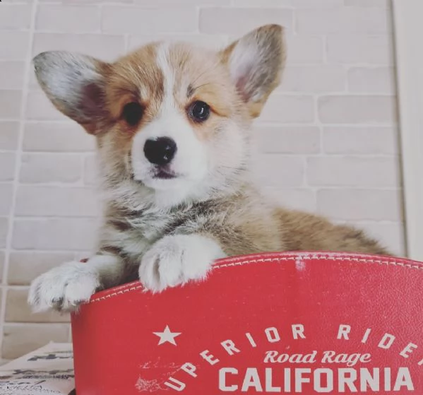 stupendi cuccioli di corgi | Foto 1