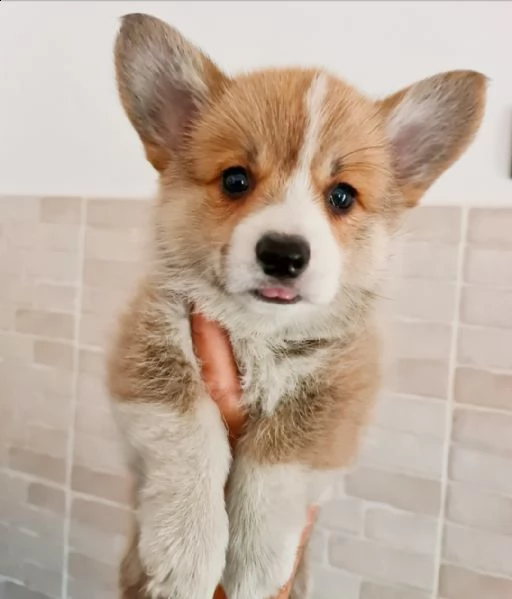 stupendi cuccioli di corgi | Foto 0