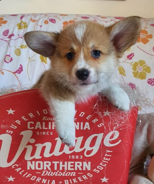 cuccioli di welsh corgi