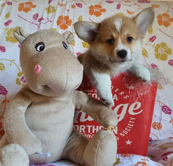 cuccioli di welsh corgi | Foto 0